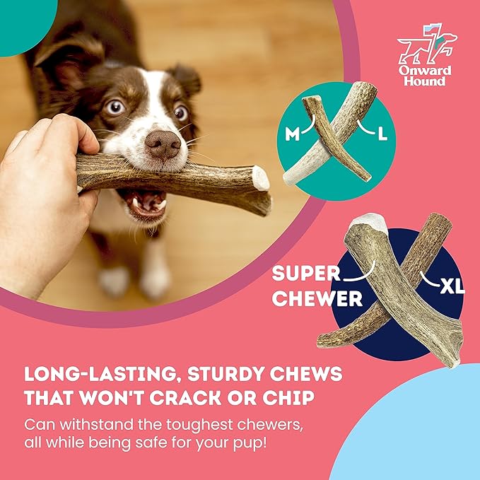 Onward Hound Elk Antler Chews - Hypoallergenic & Natural Dog Chews