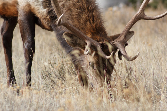 Discover the Natural Solution for Dog Joint Pain with Elk Antlers