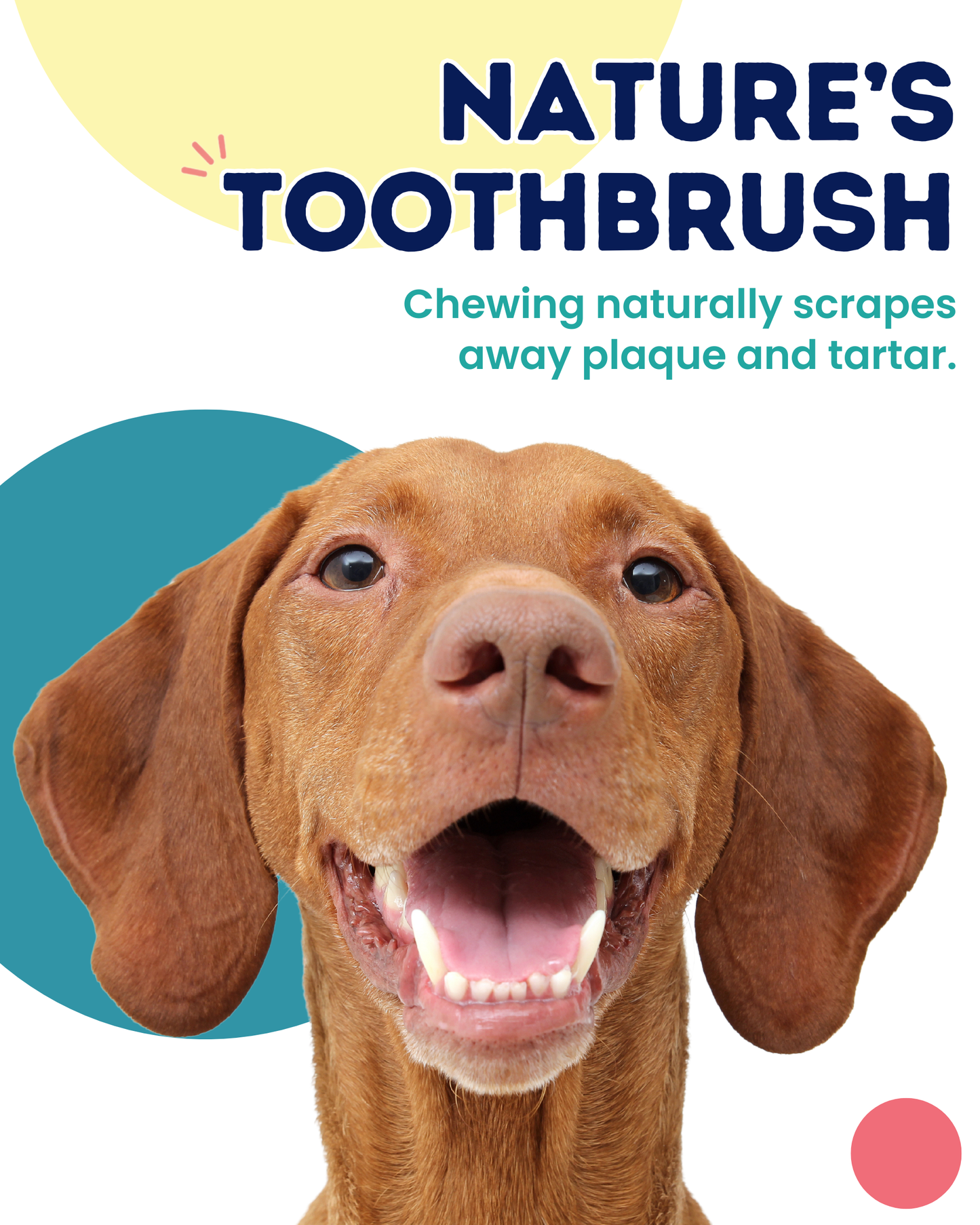Onward Hound Just Duck Feet – Single Ingredient Natural Dog Chews