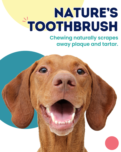 Onward Hound Just Duck Feet – Single Ingredient Natural Dog Chews