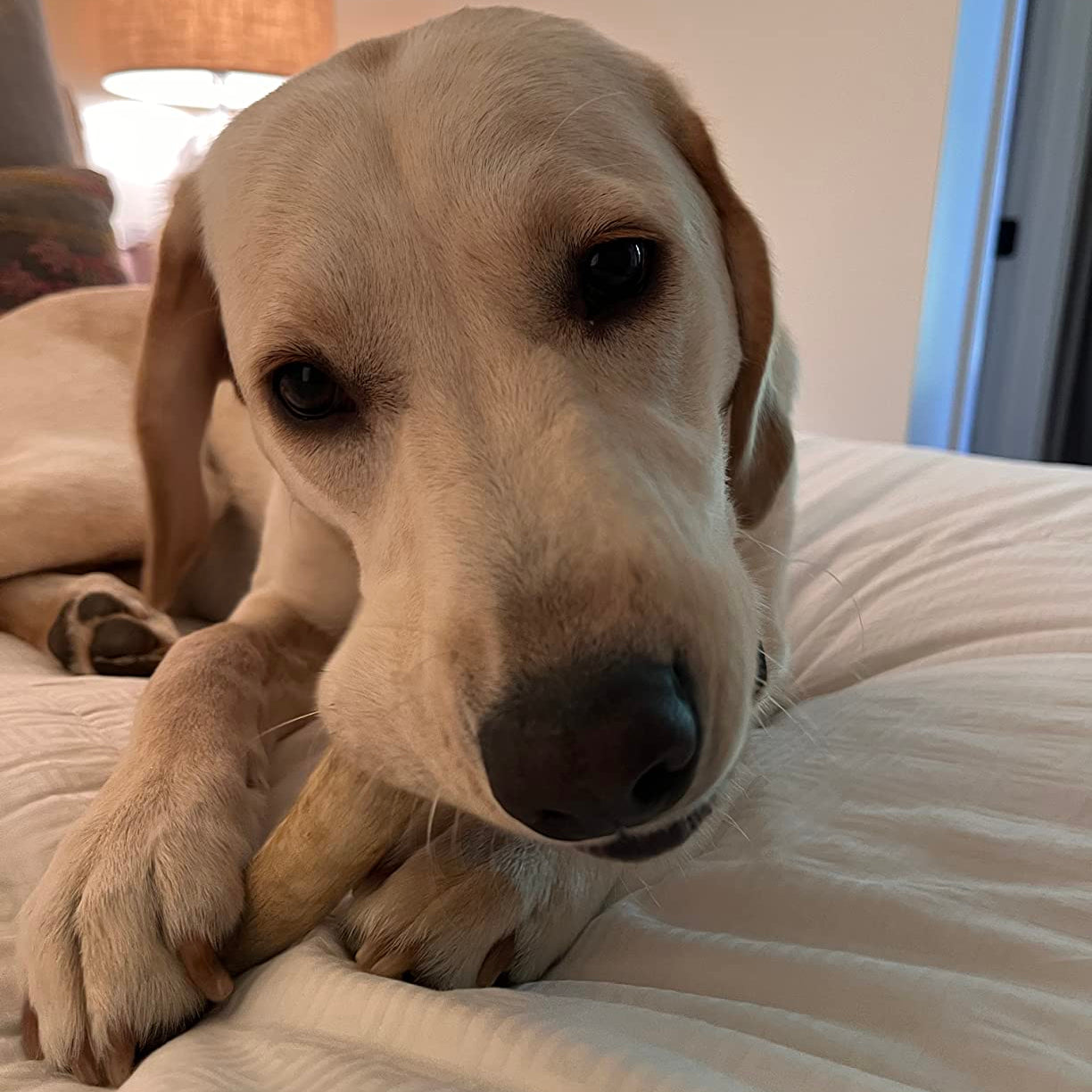 Dog lying on a bed with a lamp in the background