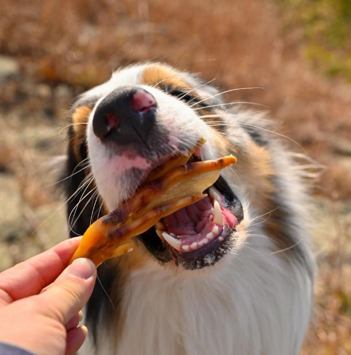 Dog taking a treat from a person's hand with a blurred natural background